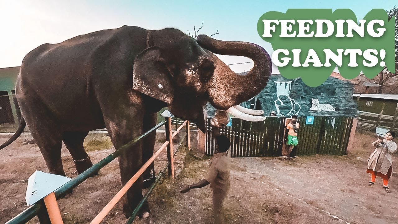 ELEPHANT WHISPERERS FOR A DAY🐘🐘 Oscar Winning Documentary Film location - EP-2