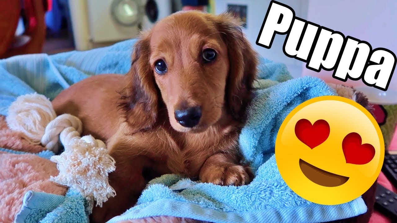🐶WE GOT A PUPPY!! | MINI LONG HAIR DACHSHUND🐶