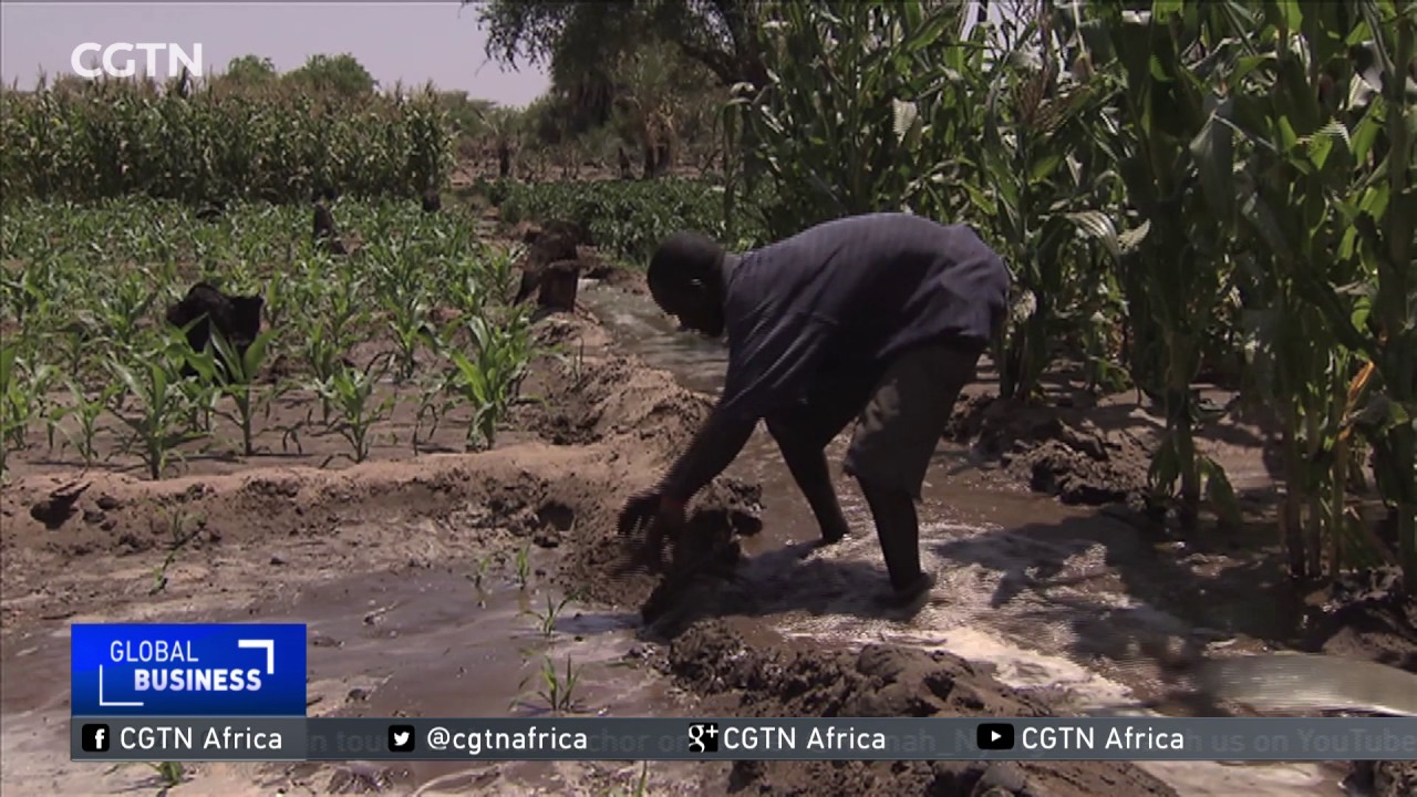 Kenya's semi-arid Turkana county holds vast irrigation potential