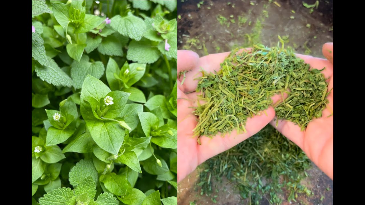 Drying Herbs at Home