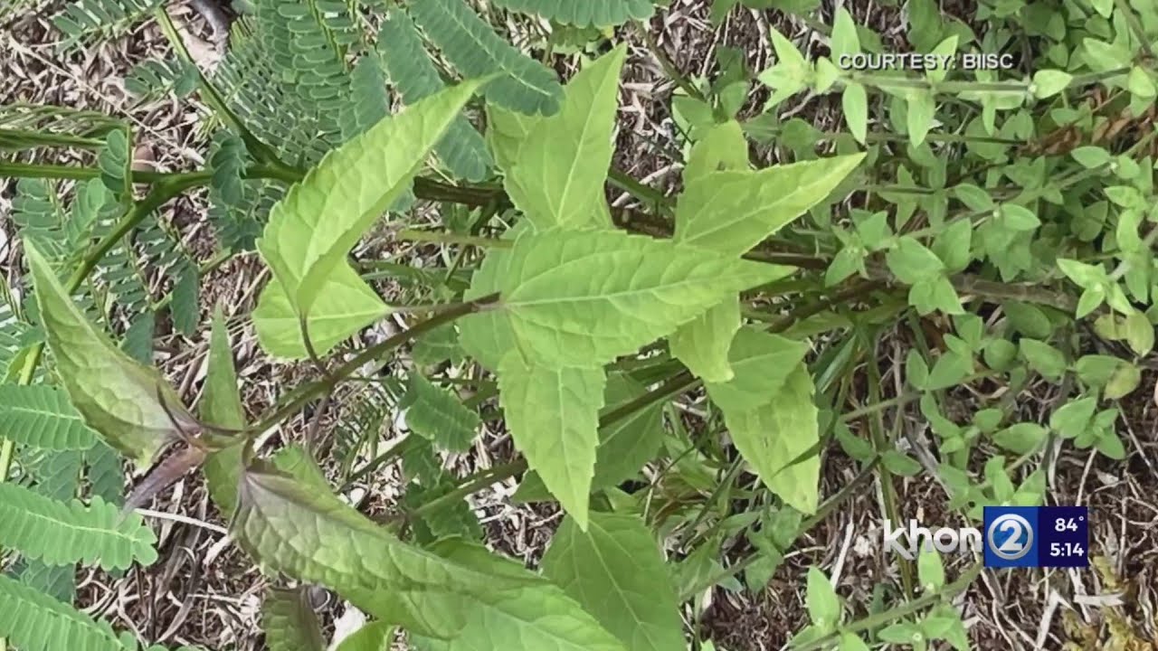 New, invasive plant found on Hawaii Island