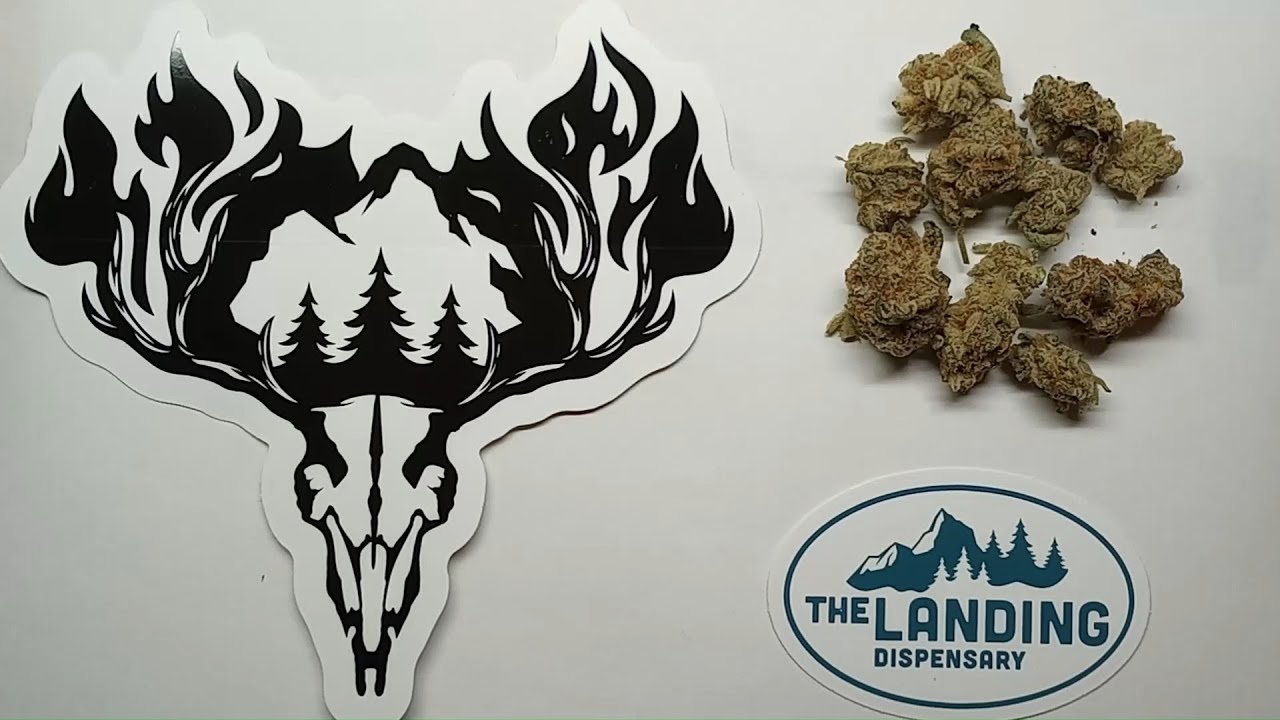 Hillfire Platinum Dosi Flower Review