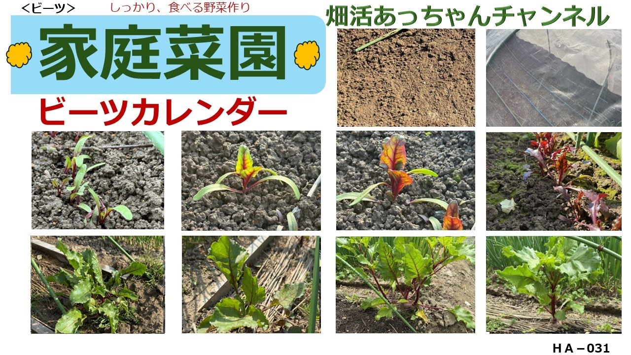 ビーツ栽培