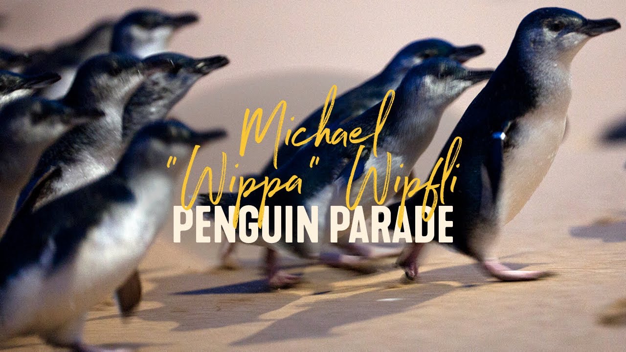Penguin Parade Bedtime Stories with Wippa | LIVE from Aus,  Phillip Island