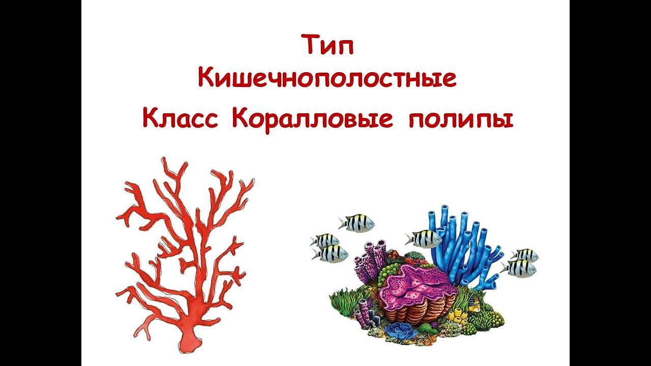 Коралловые полипы
