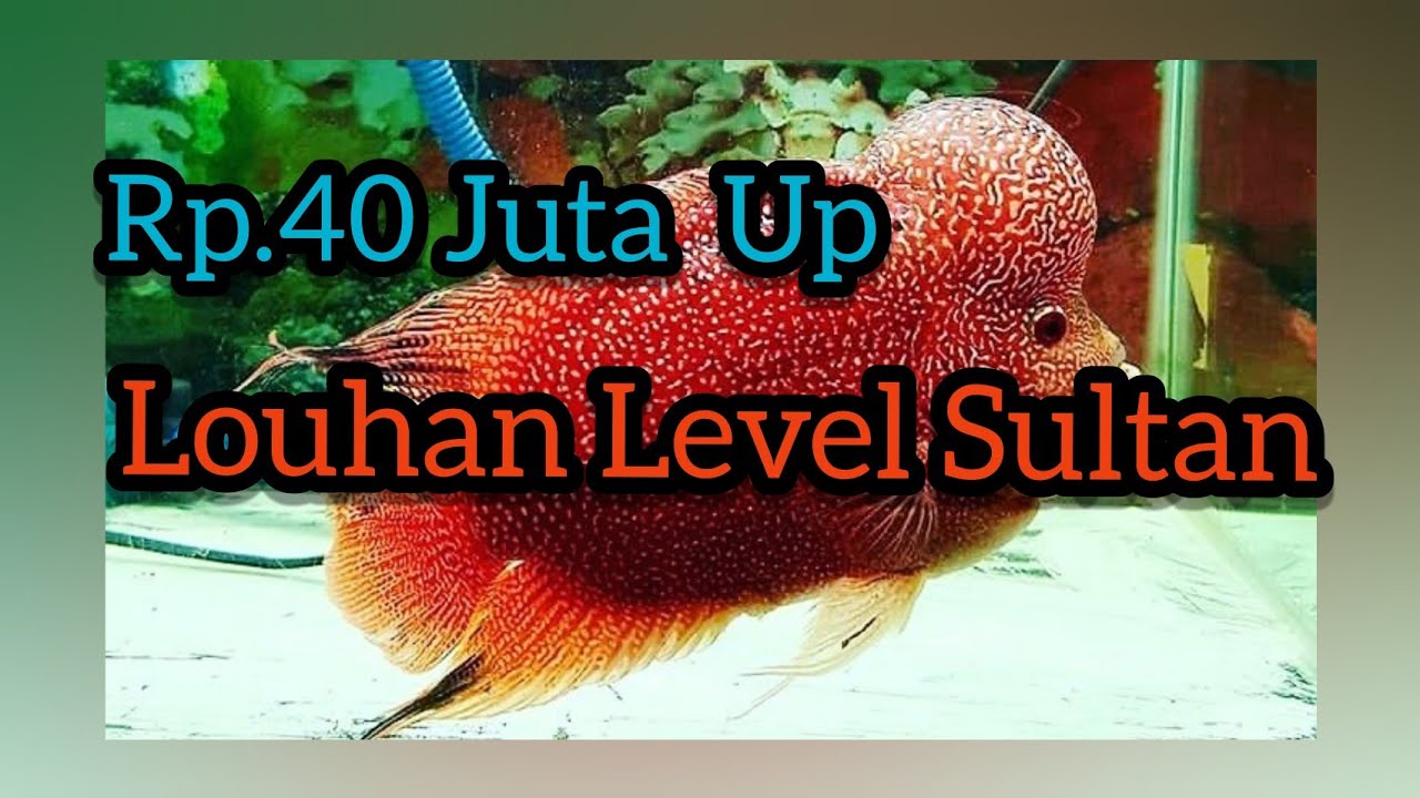 LOUHAN kualitas Kontes memang Mantab #ikan #sultan
