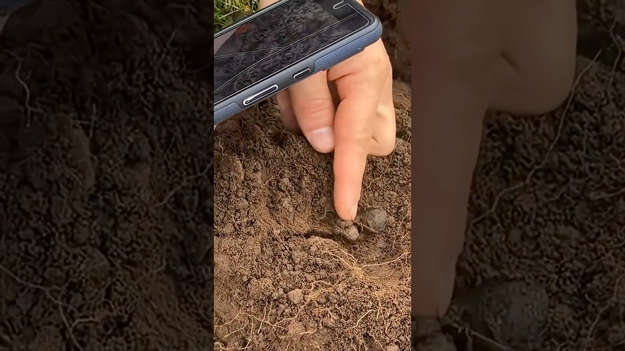 Самая старая находка братьев Гувер! Сокровище возрастом 700 лет в Шотландии.