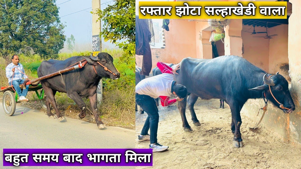 रफ्तार झोटा सल्हाखेडी वाला धमाका उठाया इसने लम्बे समय बाद देखा आज नामी झोटा