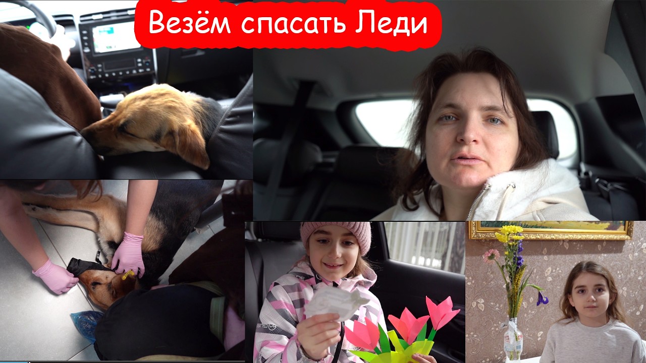 VLOG Леди сбежала и отравилась. У неё температура и плохие анализы крови