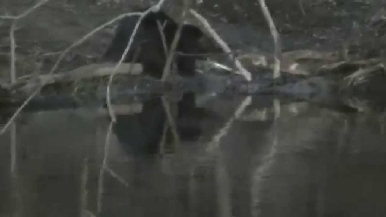 beaver meets a 330 caught on tape!!!