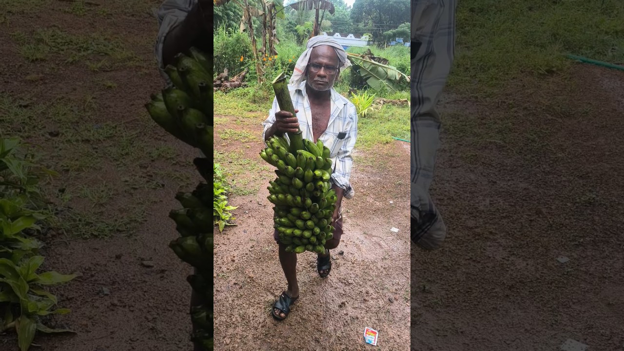 banana #keralafarming #organicfarming
