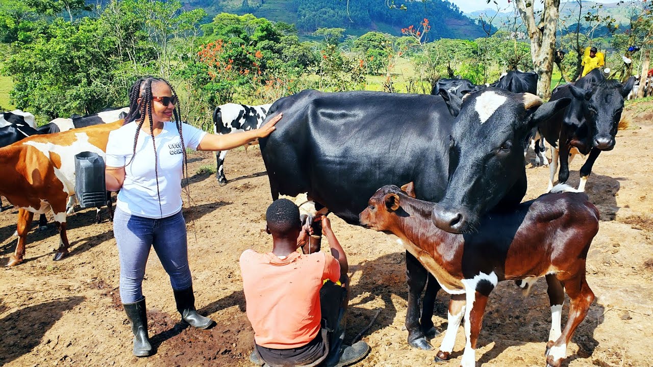 Cattle farming in Uganda
