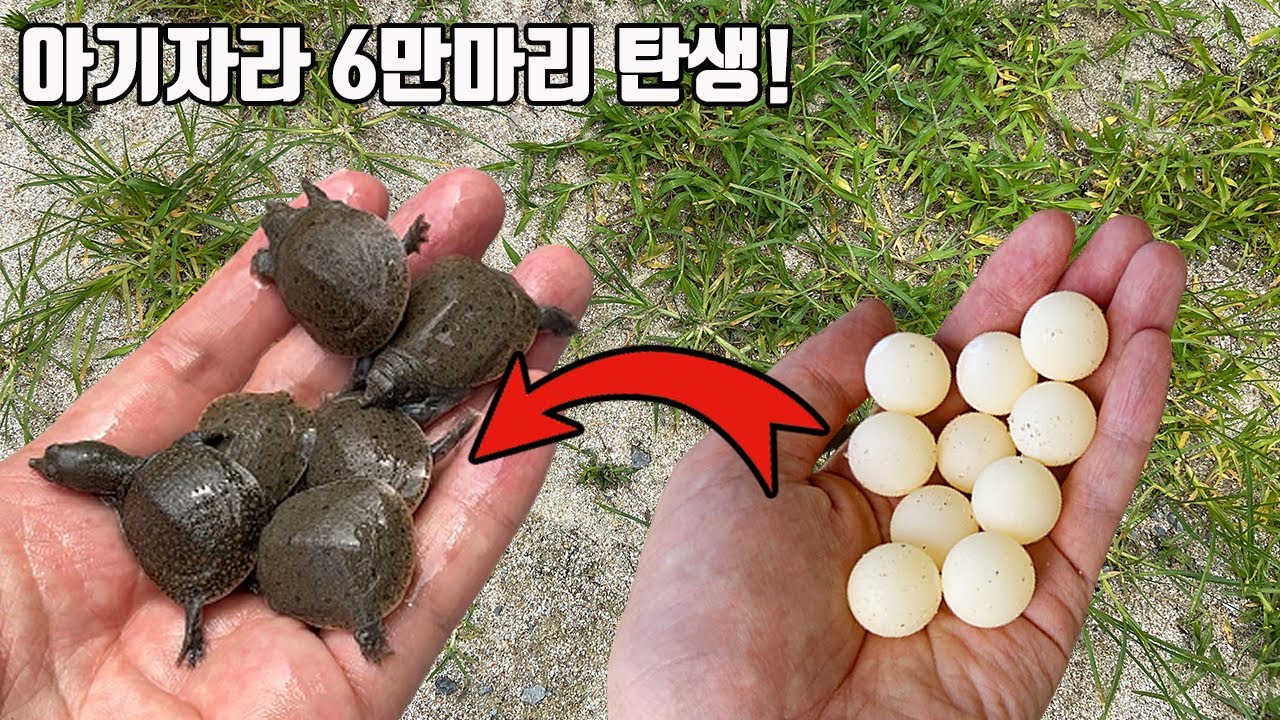 멸종위기의 토종자라 6만마리가 태어났습니다 산란부터 부화 그리고 성체까지 너무너무 신기하네요