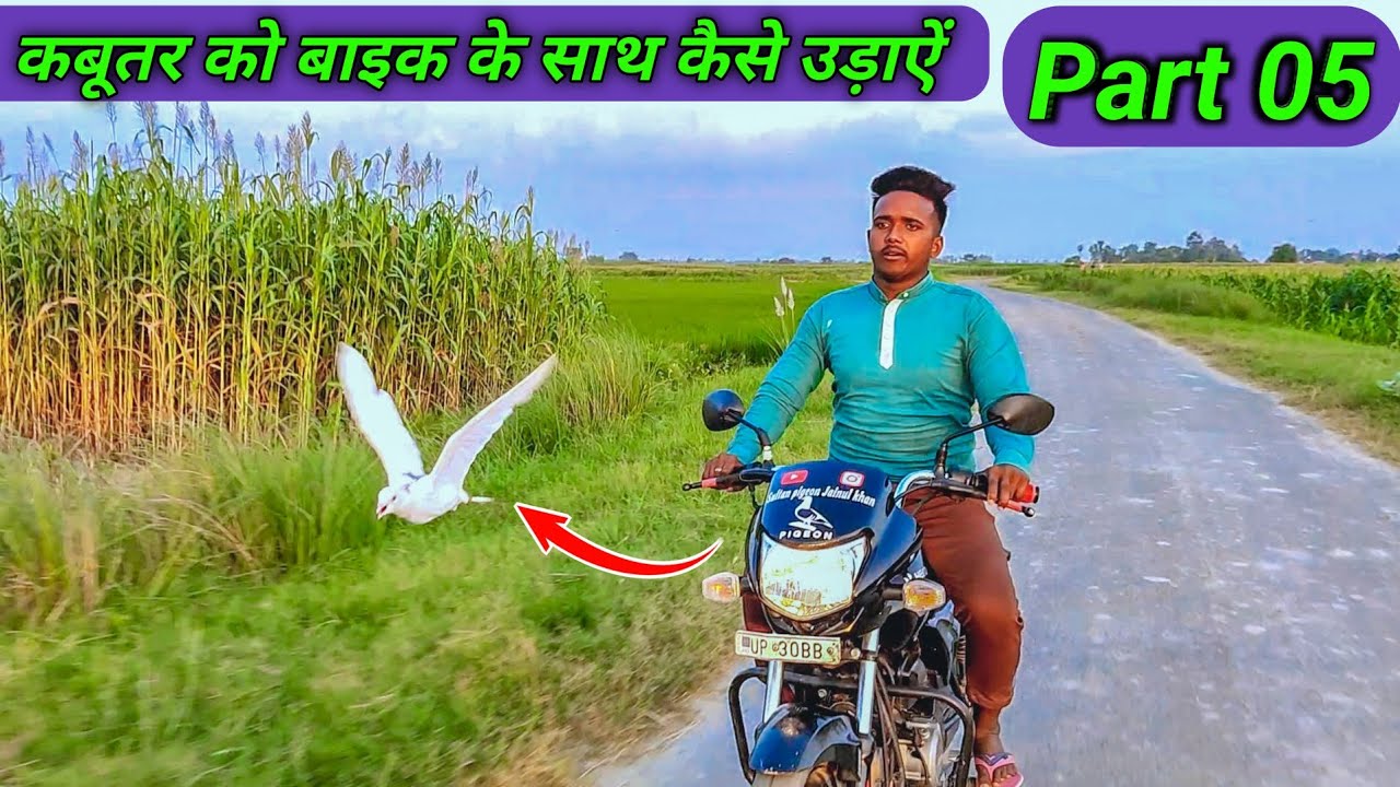 कबूतर को बाइक के साथ कैसे उड़ाए part 05 by Sultan pigeon Jainul khan