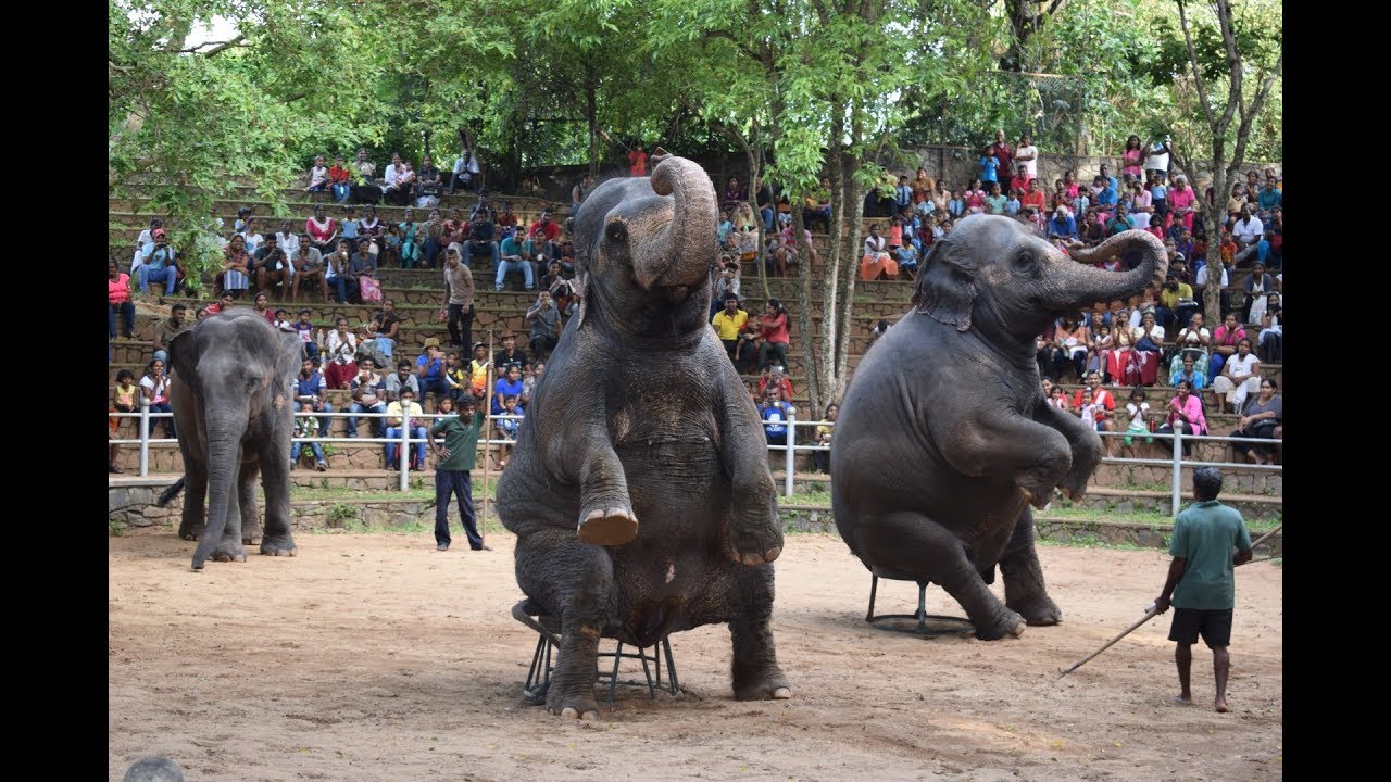 Elephants Dance At Dehiwala Zoo -  Sri Lanka | FUN TIME