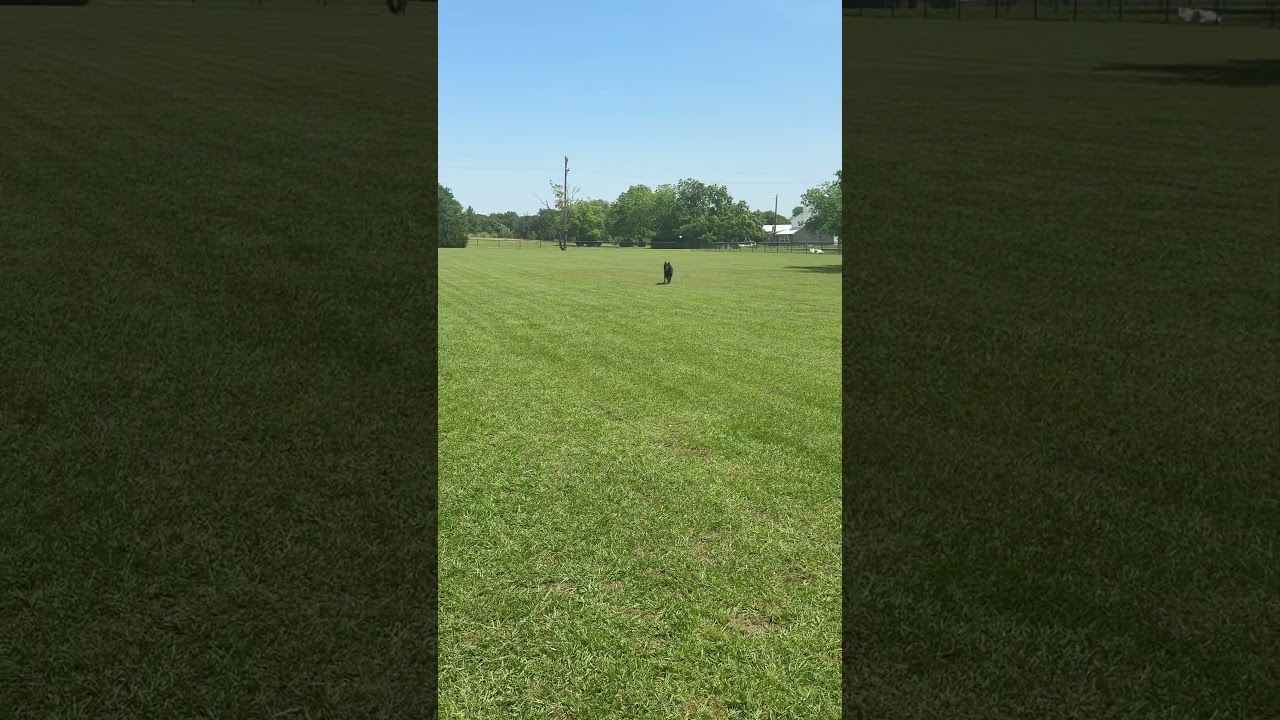 Pike playing fetch #k9protection #dogtraining #guardanimals #germanshepherd #guarddogs #gsd #gsds
