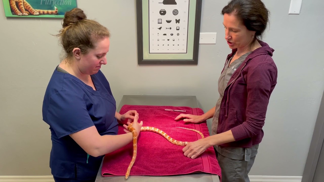 How to Give a Snake an Injection.