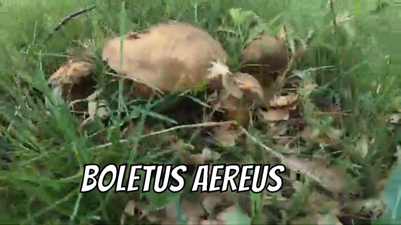 Gran brotada de boletus aereus 2023 en roble