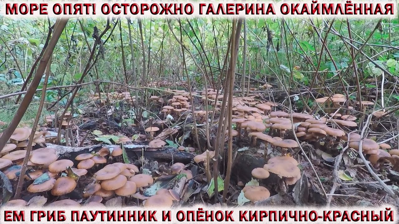 ❗ОСТОРОЖНО! ГАЛЕРИНА РАСТЁТ С ОПЯТАМИ!👉ЕМ ПАУТИННИК И ОПЁНОК КИРПИЧНО- КРАСНЫЙ.🍄РЯДОВКА ФИОЛЕТОВАЯ
