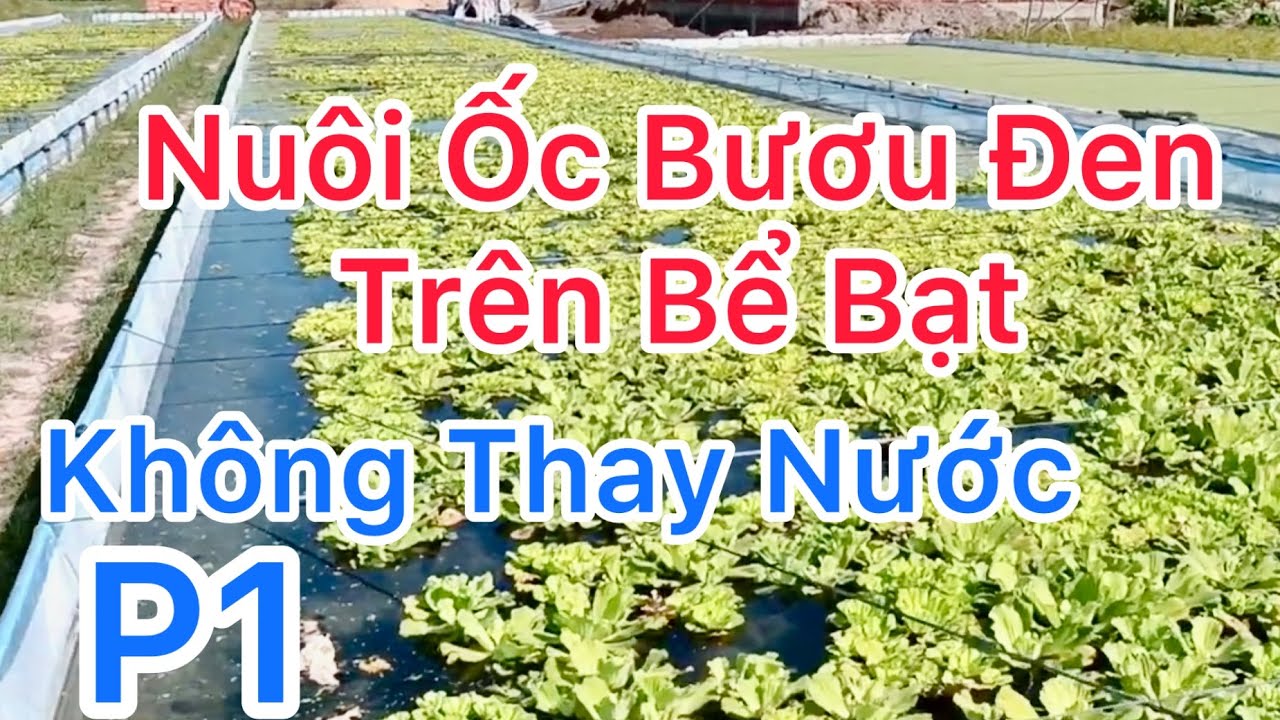 Nuôi Ốc Bươu Đen Trên Bể Bạt Không Cần Thay Nước