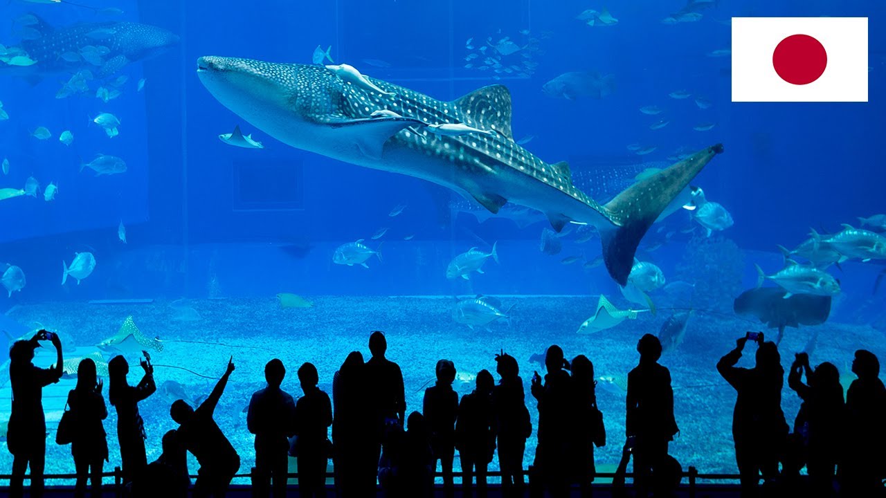 MOST AMAZING AQUARIUM in Japan!! | Churaumi Okinawa (Story 17)