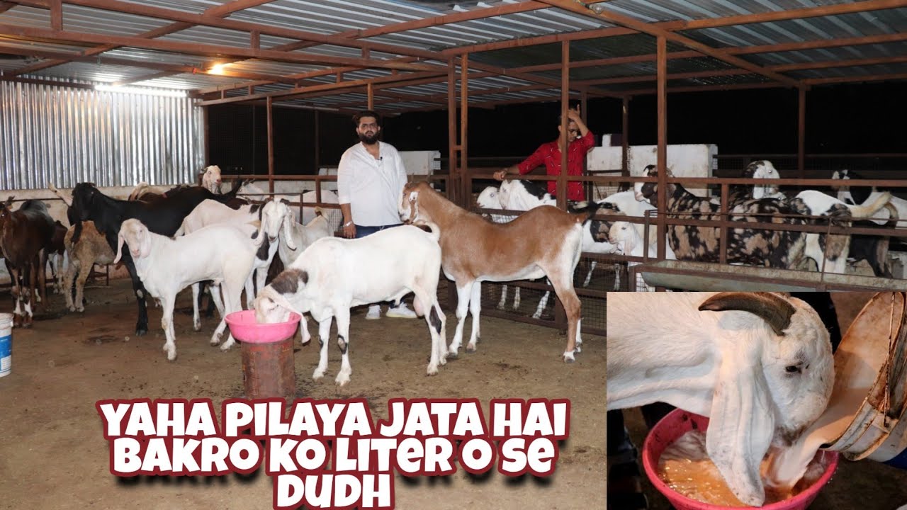 Full farm view ibrahim goat's kota rajasthan