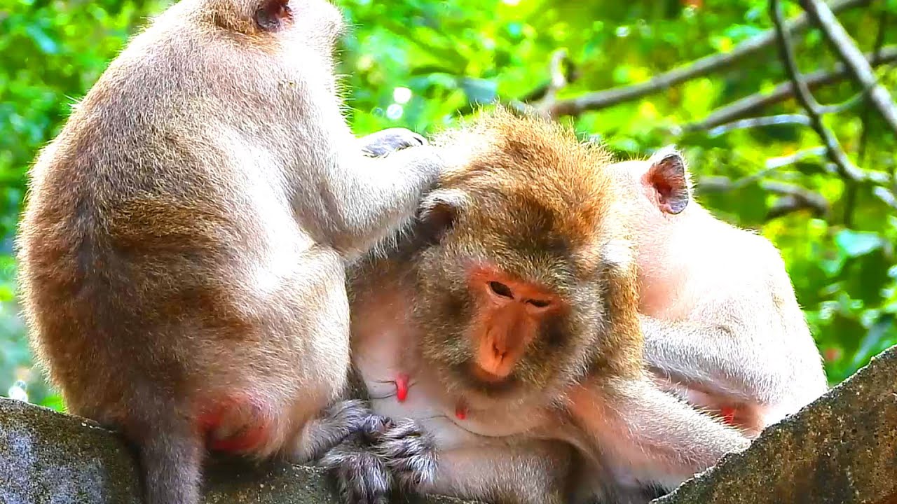 Two female monkeys grooming one of pregnant monkey, Gladdis