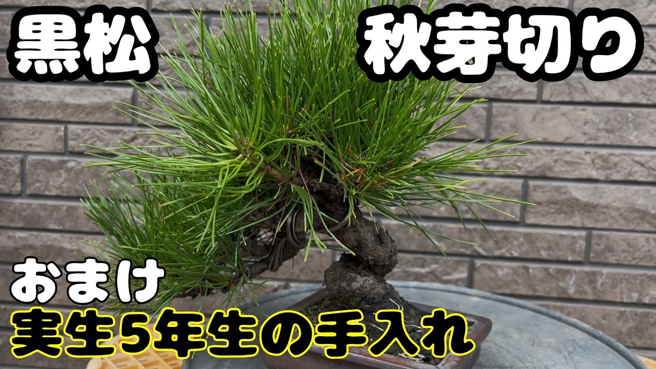 【黒松】秋芽切りと実生5年生の手入れ