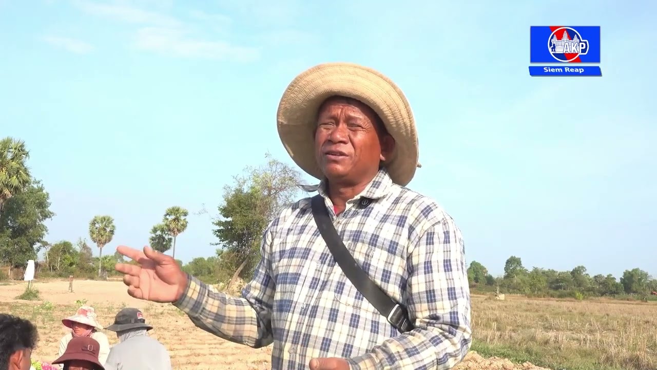 កសិករស្រុកប្រាសាទបាគងសម្រុកប្រមូលផលឆៃថាវ ខណៈឈ្មួញចុះទិញដល់ចម្ការ ទោះតម្លៃមានការប្រែប្រួល