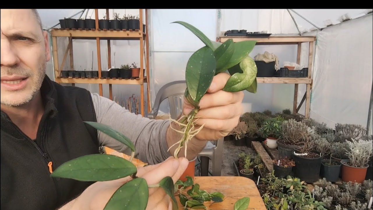 Lacrima Maicii Domnului, ingrijire si inmultire!