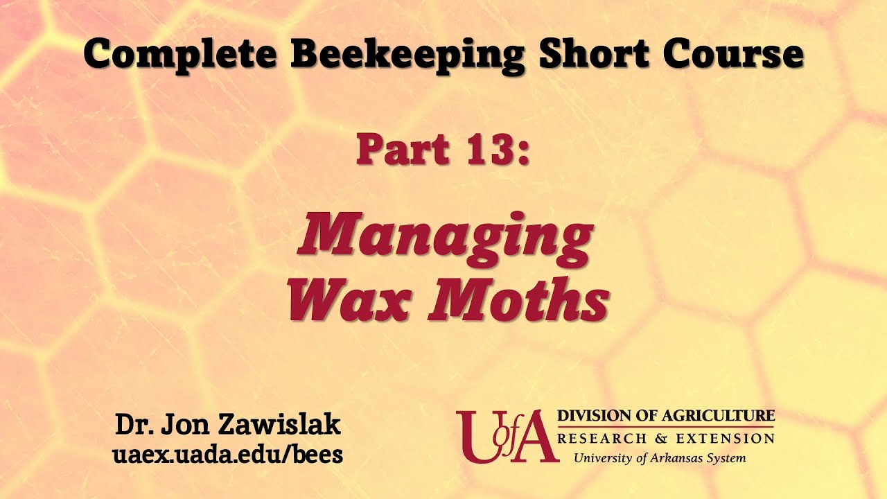 Part 13: Managing Wax Moths