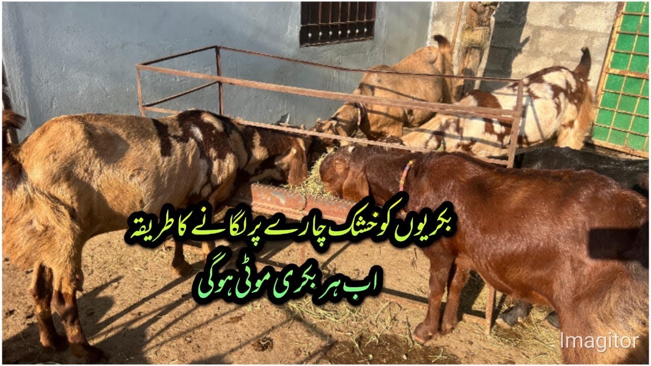 Bakrriuo Ko Khushak Chara Dany Ka Kon Sa Treeka Hai