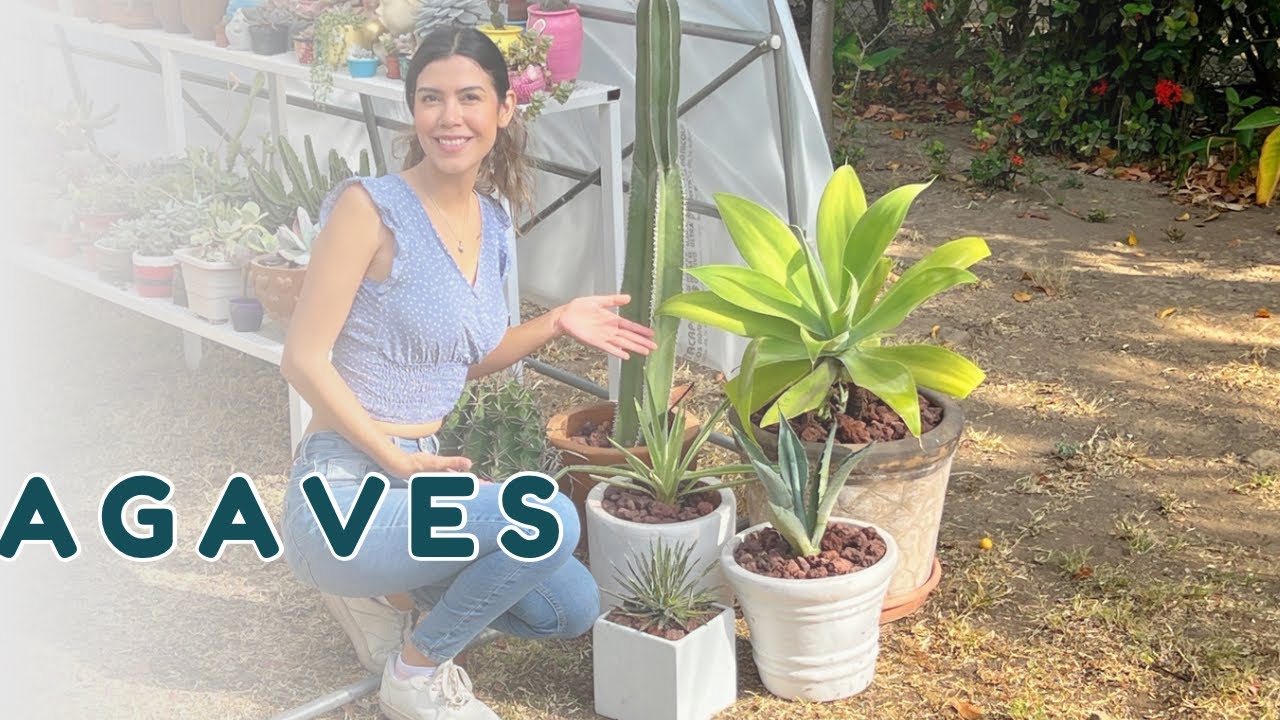 Trasplantando los agaves de mi colección + nombres