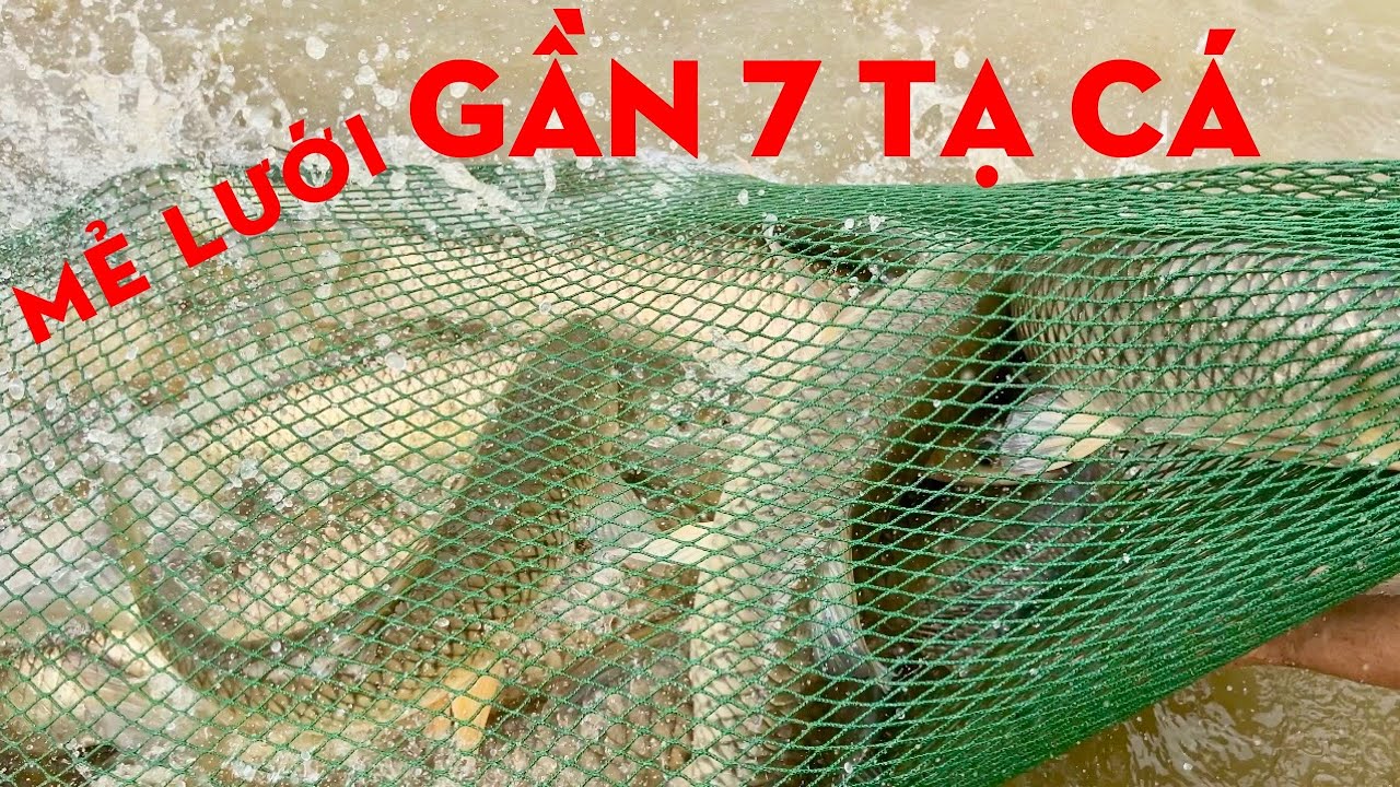 MẺ LƯỚI KÉO GẦN 7 TẠ CÁ-TỰ THỢ RỪNG