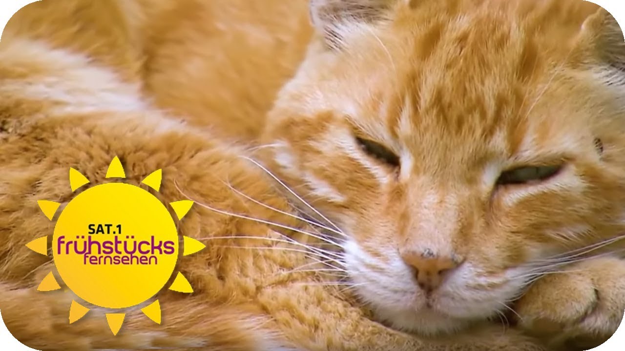 Diskussion um Campus Kater Leon: Wird der Staat für ihn zahlen? | SAT.1 Frühstücksfernsehen