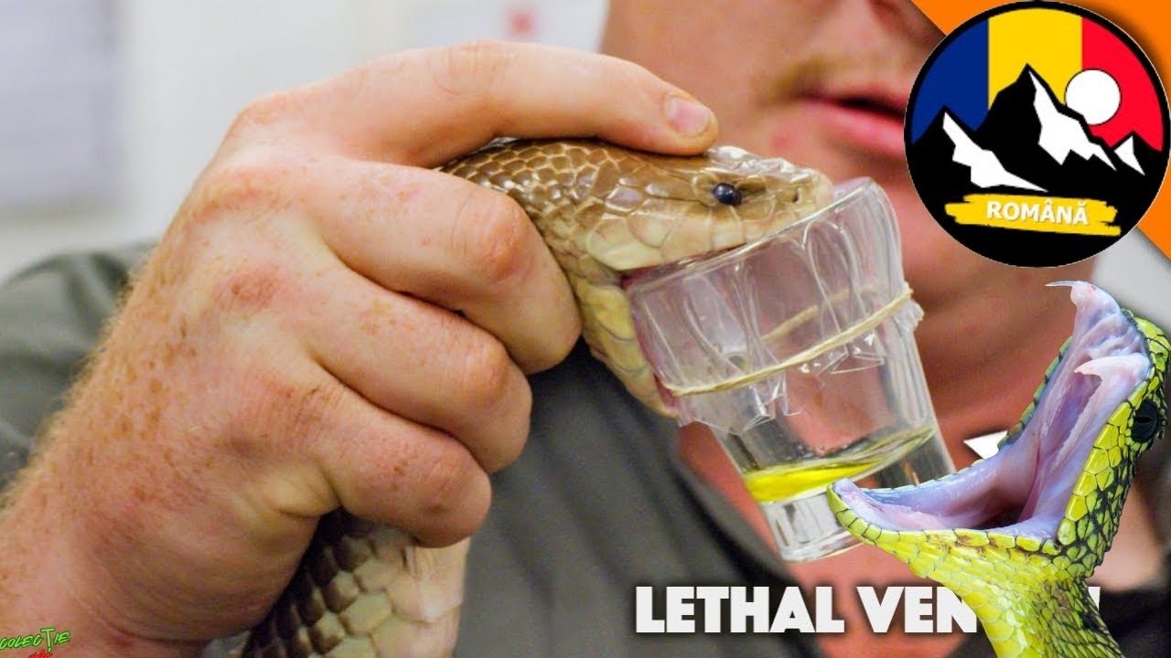 CAPTURAREA ANIMALELOR PERICULOASE! 🐍 Mulgătoare de șerpi în Australia – Cum se descurcă?