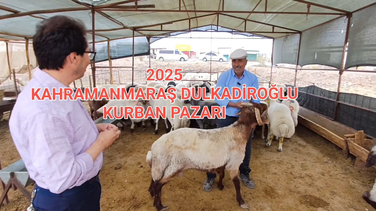 KAHRAMANMARAŞ DULKADİROĞLU KURBAN PAZARI 2025 