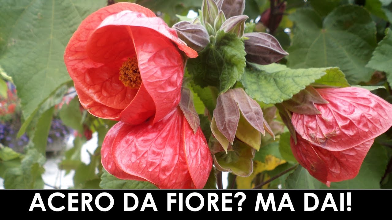 TramErboristiche - Direttamente dal Brasile