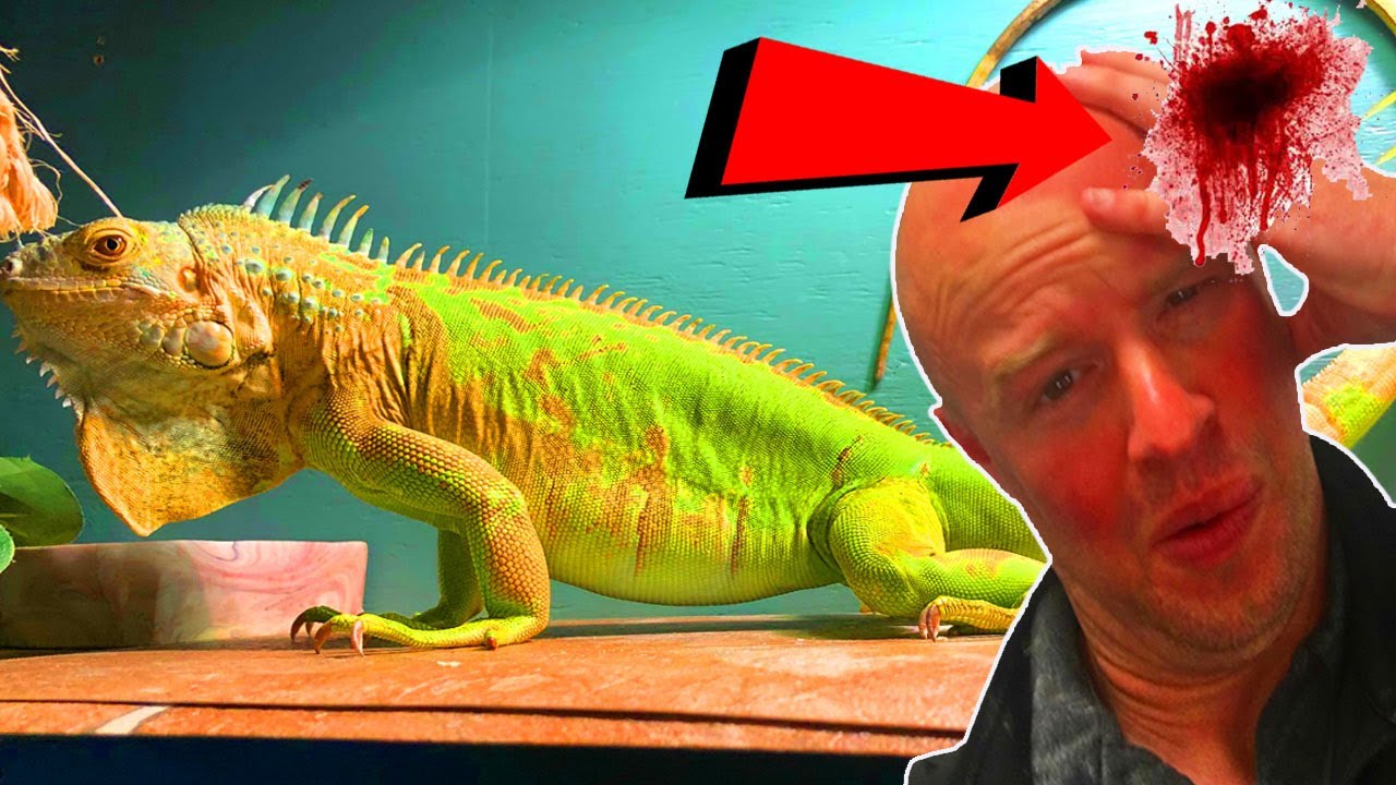 Iguana Tail Whip Injury - DONT Mess with Iguanas