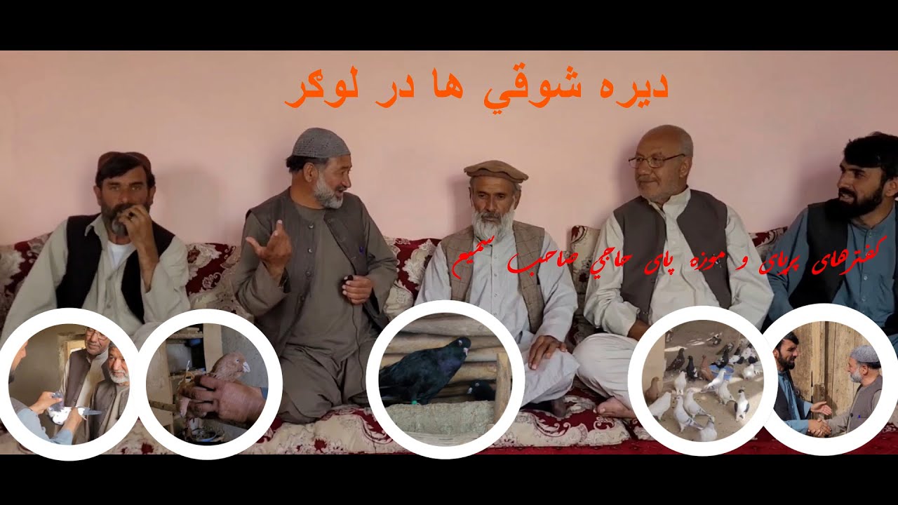 دیره شوقي های قدیم در خانه مرحوم حاجي صاحب رحیم خان لوګري/دیدار از کفترهای نسلي حاجي سمیع