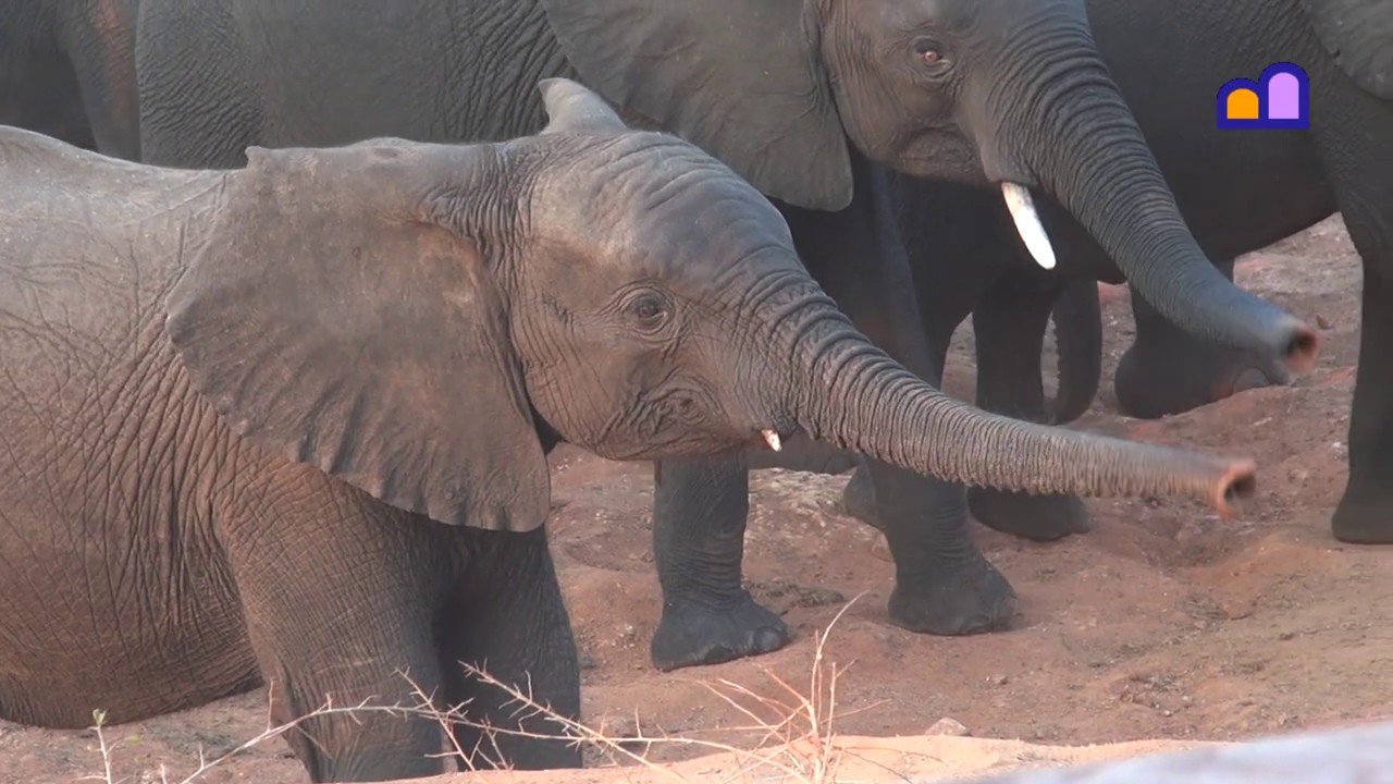 Zimbabwe - Drinking & Bathing Elephants Near Hwange National Park