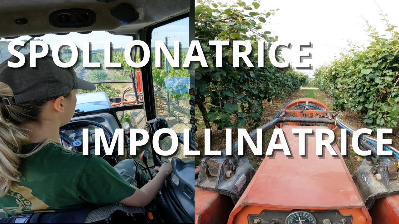 Iniziamo a SPOLLONARE le viti ed a IMPOLLINARE i kiwi. Ecco COME lo facciamo NOI !!