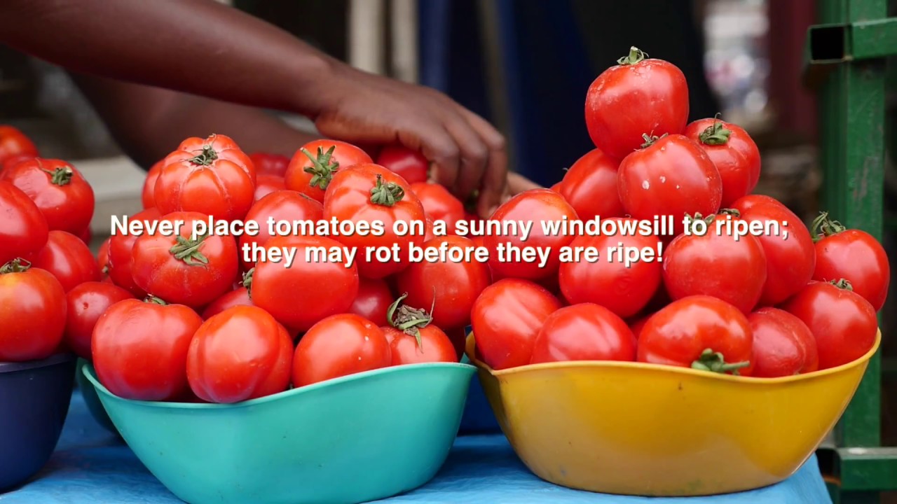 AGRONOMY OF TOMATO