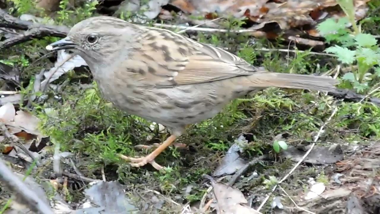 Dunnocks