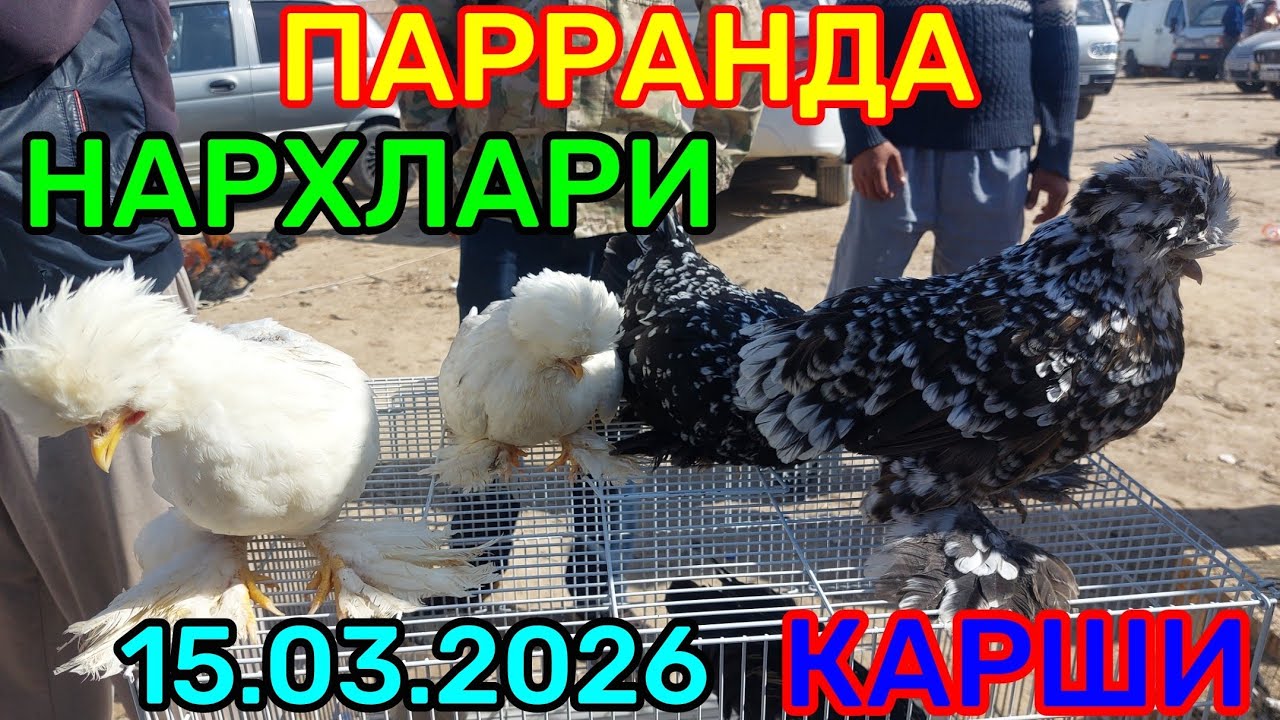 15.03.2026 PARRANDA NARXLARI QARSHI KARVON MOL BOZORIDA 