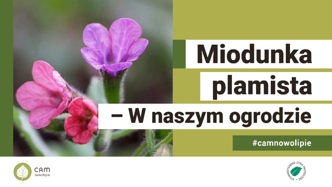 Miodunka plamista - W naszym ogrodzie, odc. 25
