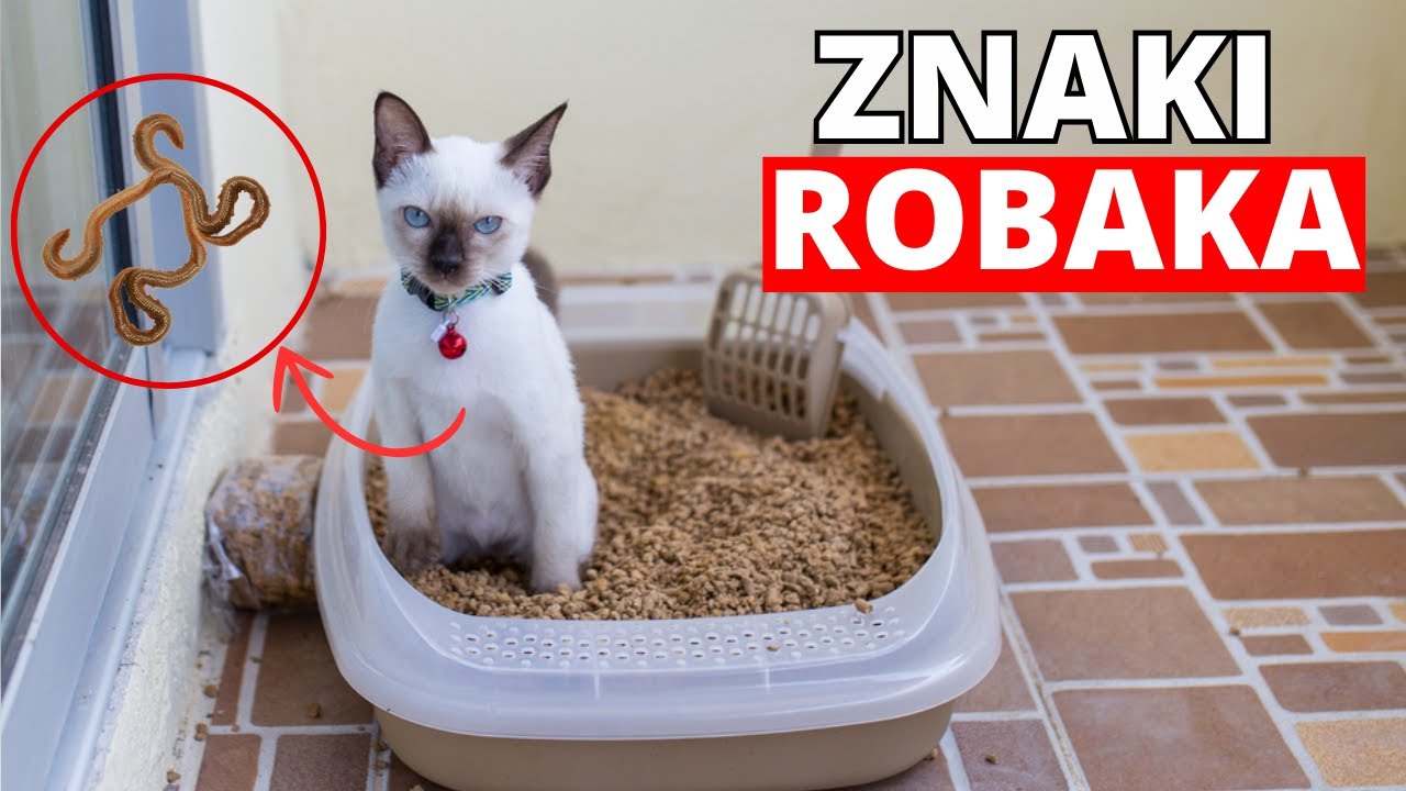 Jeśli twój kot zrobi TO, ma robaki!