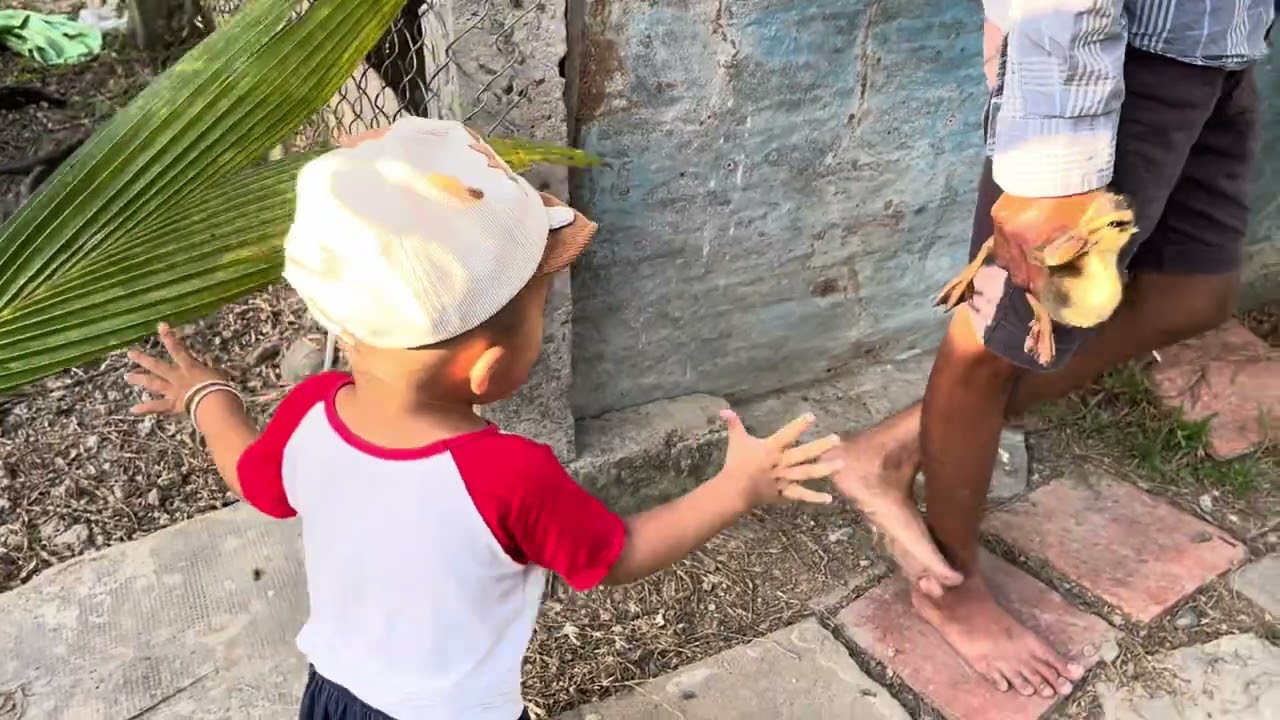 Gạo bắt gà 
