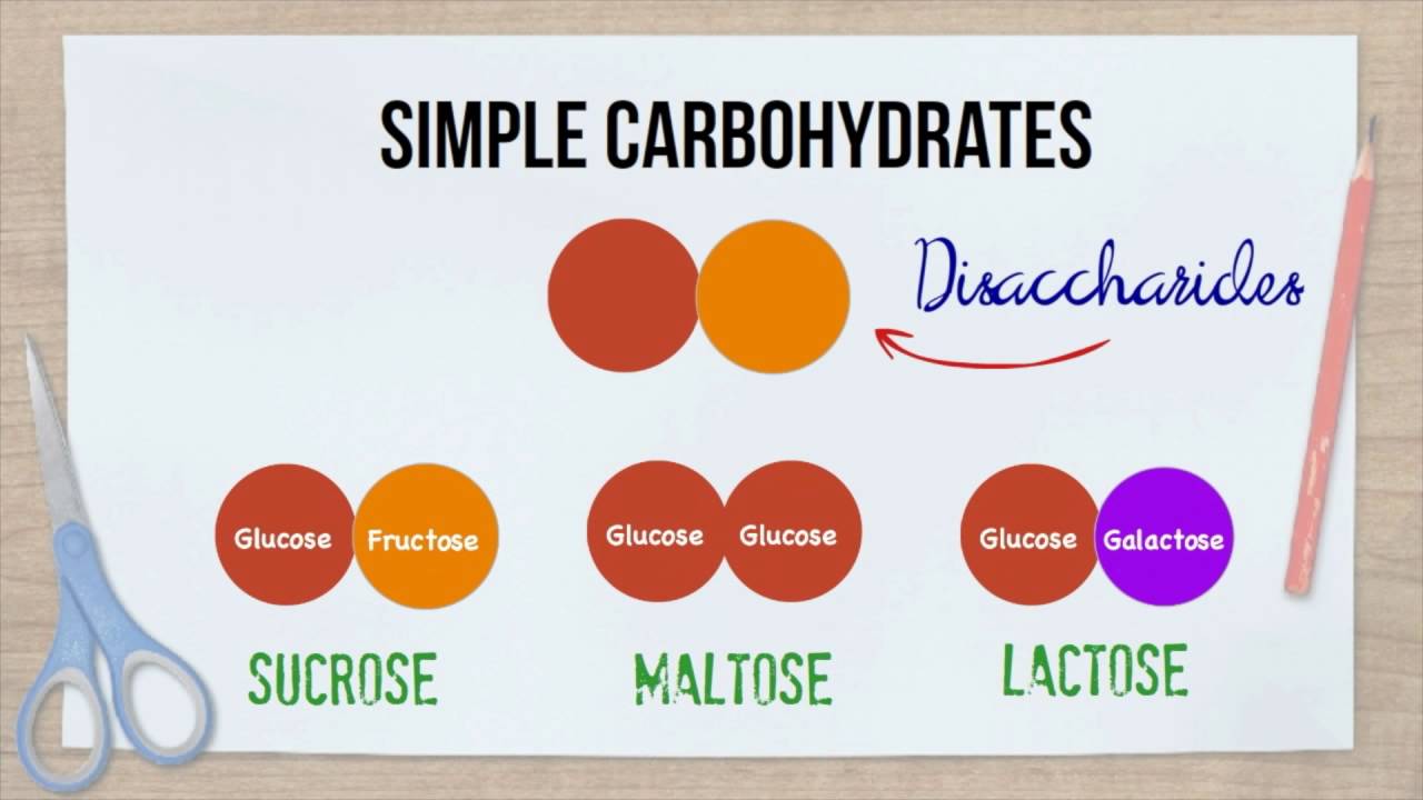 The Science of Sugar - The Carbohydrate Family