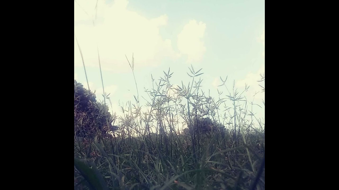 The 